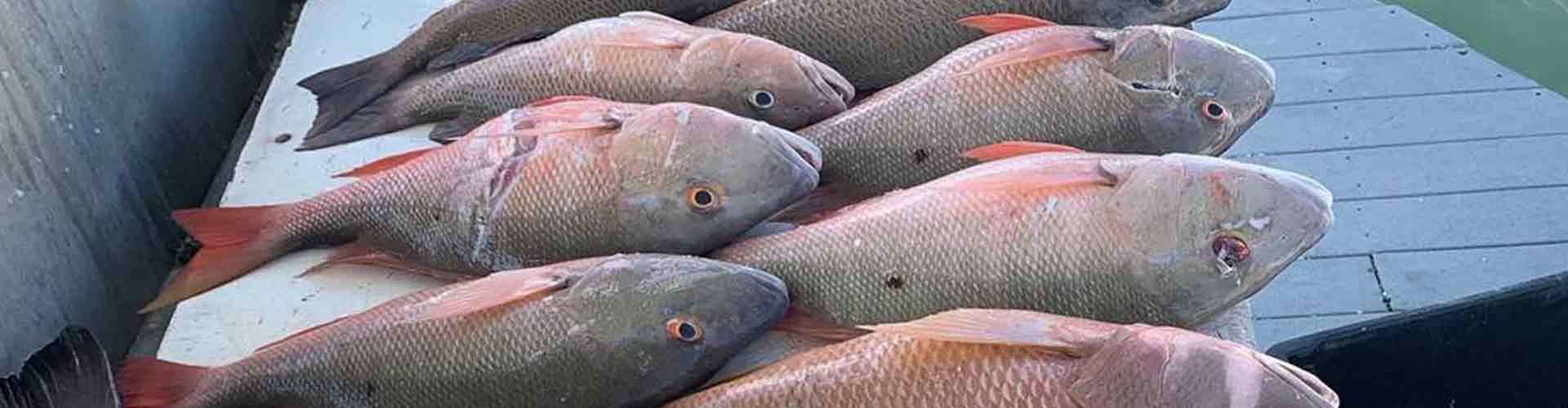 Variety of fish caught in Key West on a Reef and Wreck fishing trip