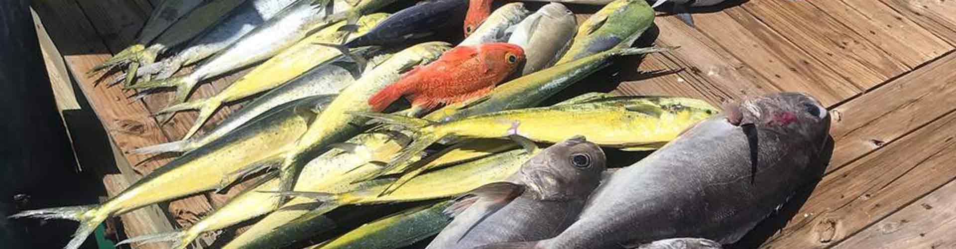 Mahi, snapper, tuna caught during reel fresh fishing charter in Key West